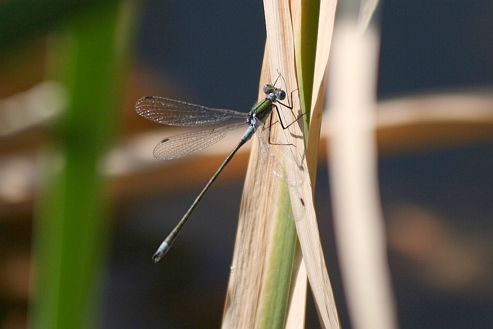 Lestes dryas? no, sponsa